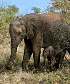baby olifant in Kruger NP